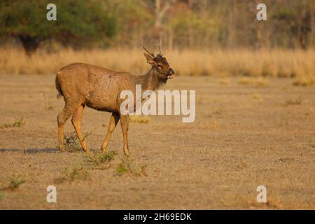 Ein ausgewachsener Sambar-Hirsch (Rusa unicolor) im Tadoba-Andhari-Tiger-Reservat, Maharashtra, Indien Stockfoto