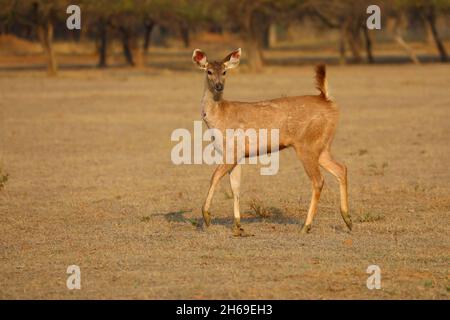 Ein Sambar-Hirsch (Rusa unicolor) in Tadoba-Andhari Tiger Reserve, Maharashtra, Indien Stockfoto