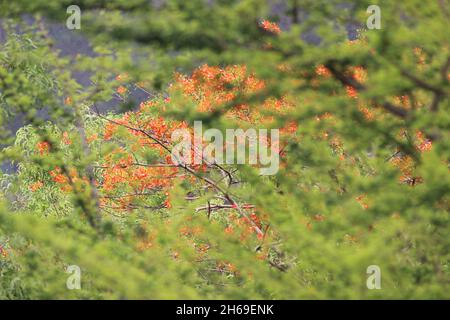 Voller Blütengul moher Baum mit den roten Blüten. Umgeben von Bäumen mit Tender-Blättern, die nach dem Monsun sprießen Stockfoto