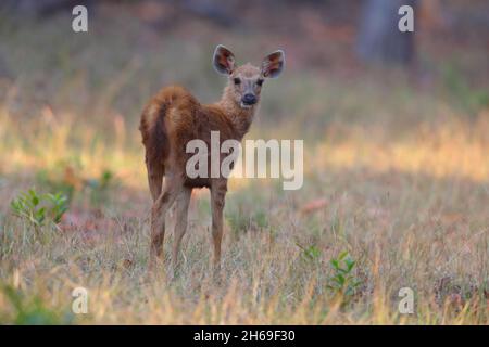 Ein Sambar-Hirsch (Rusa unicolor) in Tadoba-Andhari Tiger Reserve, Maharashtra, Indien Stockfoto