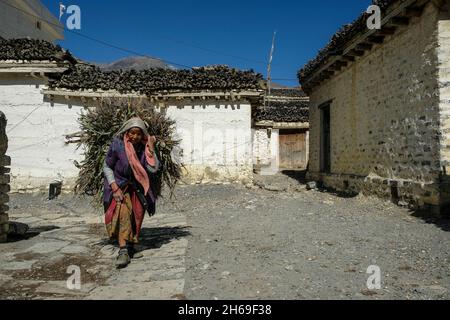 Thini, Nepal - 2021. November: Eine Frau, die am 2. November 2021 im Thini-Dorf in Lower Mustang Gras trägt, in Thini, Nepal Stockfoto