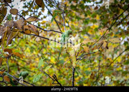 Grüner Ringhalssittich, der in einem herbstlichen Baum thront Stockfoto