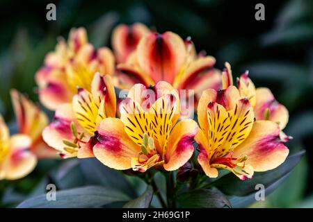 Eine Nahaufnahme von Alstroemeria Blumen, mit einer geringen Schärfentiefe Stockfoto