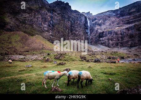 Schafweide im Cirque de Gavarnie im Nationalpark der französischen Pyrenäen, einem UNESCO-Weltkulturerbe. Ein großer Wasserfall dominiert den cirque. Stockfoto