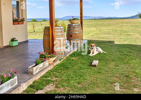 Wachhund festgebunden, der vor einem Weinberghaus in Argentinien ruhte. Der Wachhund an der Leine schützt den Keller. Horizontal. Berge im Hintergrund Stockfoto