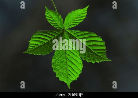 Frisches, neues Rosskastanienlaub im Frühjahr Stockfoto