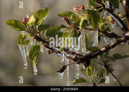 Mit einer Eisschicht verhindern, dass die Fruchtblüte gefriert. Gerinnungswärme. Stockfoto