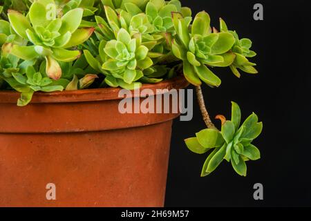 Sedum palmeri Sukulent in altem Tontopf und schwarzem Hintergrund. Dekorative Innen- und Außenanlage Stockfoto