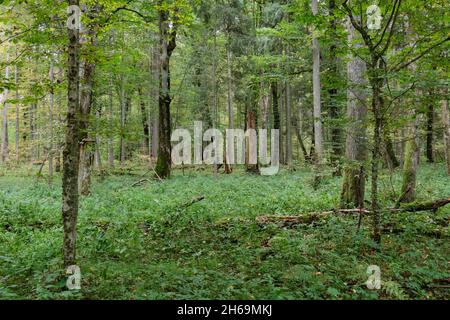 Die herbstlichen Laubbaum stand mit hainbuchen und gebrochene Baum, Wald Bialowieza, Polen, Europa Stockfoto