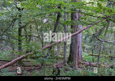 Die herbstlichen Laubbaum stand mit hainbuchen und gebrochene Baum, Wald Bialowieza, Polen, Europa Stockfoto