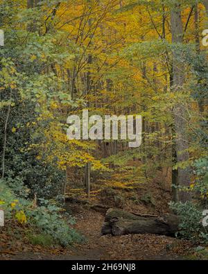 Im Herbst ist es eine ruhige Waldszene, die Blätter haben sich dort gedreht, wo der gefällte Baum liegt, Eckington Woods, Moss Valley, North East Derbyshire. Stockfoto