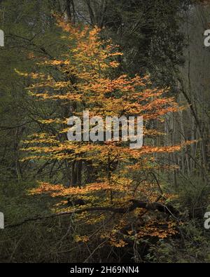 Aus dem dichten Unterholz, das stolz in der Novembersonne beleuchtet wird, wächst im Herbst eine herbstliche Buche hervor Stockfoto