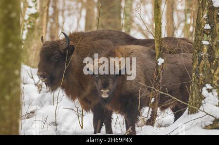 Zwei frei reichende europäische Bison im Winterwald, Bialowieza Forest, Polen, Europa Stockfoto