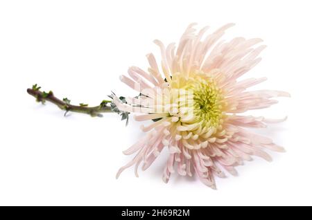 Rosa Chrysantheme Blume isoliert auf weißem Hintergrund Stockfoto