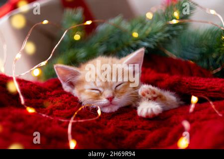Ingwer Kätzchen schlafen mit Weihnachtsbeleuchtung auf rot. Orange rote Katze glückliche Träume. Urlaub und Entspannung Stockfoto