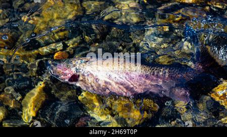 Große Regenbogenforelle, die wegschwamm, nachdem ein Angler sie gefangen und losgelassen hatte. Aufgenommen am Eagle Lake im Lassen County, Kalifornien, USA. Eagle Lake Stockfoto