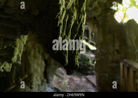 Cave Tunnel, Ruakuri Bush and Scenic Reserve, Waitomo, Neuseeland Stockfoto