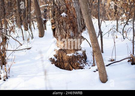 Alter Baum wächst im Winterwald. Nahaufnahme des Baumstamms mit Spuren von Biberzähnen und mit Schnee bedeckt, wachsen junge Bäume in der Nähe Stockfoto