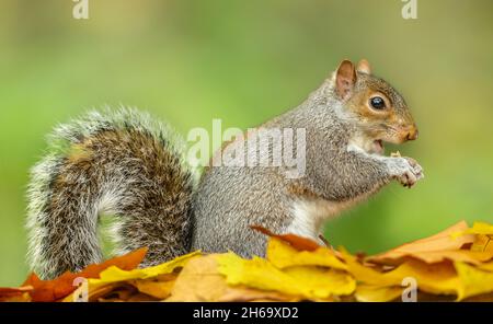 Graues Eichhörnchen im Herbst, Wissenschaftlicher Name: Sciurus carolinensis. Nahaufnahme eines Grauhörnchen, das nicht aus Großbritannien stammt, nach rechts zeigt und einen isst Stockfoto