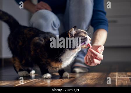 Häusliches Leben mit Haustieren. Katze leckt Creme aus dem Finger eines jungen Mannes zu Hause. Stockfoto