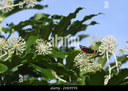 Fatsia japonica in Blüte Stockfoto