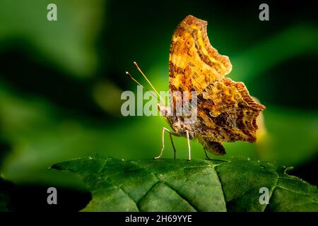 Comma Butterfly (Polygonia c-Album) Makro, auf einem Blatt in der Sommernachmittagssonne thront. Stockfoto