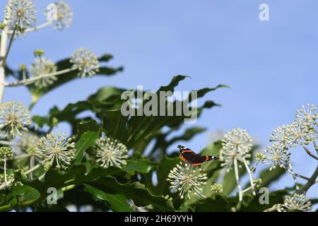 Fatsia japonica in Blüte Stockfoto