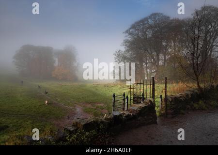 Edinburgh, Schottland, UK - Blackford Hill Bäume und Stil mit Hunden und Hundespaziergänger im Nebel Stockfoto