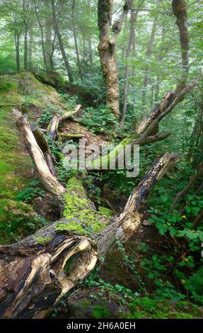 Edinburgh, Schottland, Großbritannien - Moos bedeckten gefallenen Baumstamm in einem nebligen Wald Stockfoto