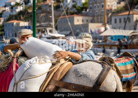 Esel/Maultiere werden als primäres Transportmittel auf Hydra Island verwendet. Stockfoto