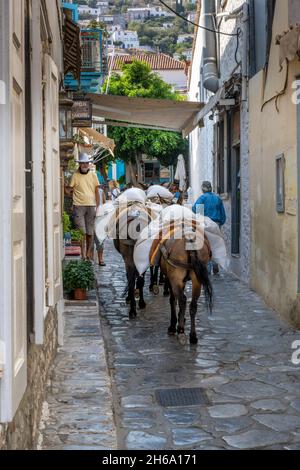 Esel/Maultiere werden als primäres Transportmittel auf Hydra Island verwendet. Stockfoto