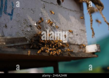 Hochwertiges Bild: Honigbienen auf einem Senffeld (Imkerei) Stockfoto