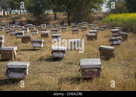 Hochwertiges Bild: Honigbienen auf einem Senffeld (Imkerei) Stockfoto