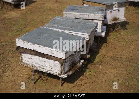 Hochwertiges Bild: Honigbienen auf einem Senffeld (Imkerei) Stockfoto