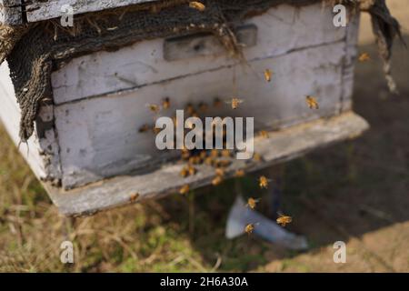 Hochwertiges Bild: Honigbienen auf einem Senffeld (Imkerei) Stockfoto