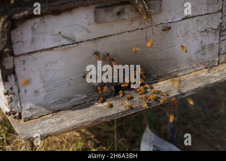 Hochwertiges Bild: Honigbienen auf einem Senffeld (Imkerei) Stockfoto