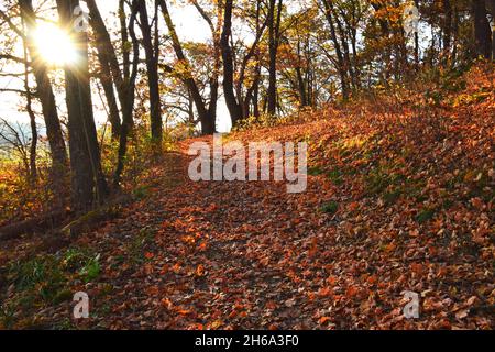 Sunburst durch Bäume erhellt die Herbstfarben im Donald County Park in Dane County WI Stockfoto