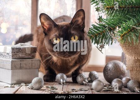 Lustige burmesische Katze sitzt auf der Fensterbank mit kleiner Tanne, Geschenkboxen, Girlanden und Weihnachtsball herum. Grußkarte zu Weihnachten oder Neujahr Stockfoto