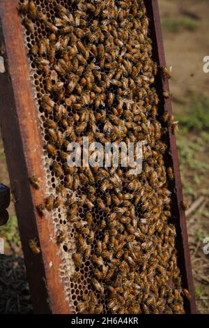 Hochwertiges Bild: Honigbienen auf einem Senffeld (Imkerei) Stockfoto