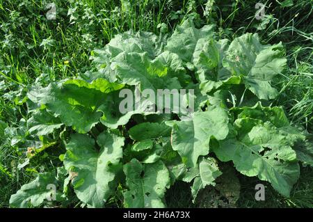 Junge Blätter der Klette auf einem Hintergrund von grünem Gras im Frühsommer im Park. Botanik. Stockfoto