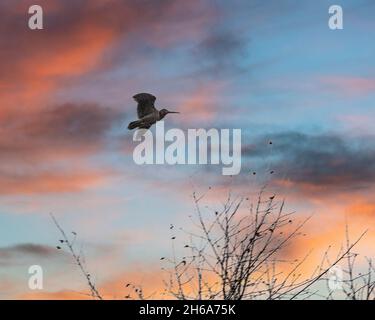 woodcock im Flug in der Dämmerung Stockfoto