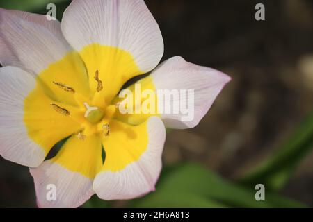 Die leuchtend weiße und leuchtend gelbe Tulpe öffnet sich vollständig vor einem dunklen, üppigen Hintergrund Stockfoto