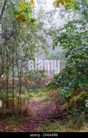 Waldweg durch den Wald bei Blean Woods in Kent an einem feuchten neblig kalten Morgen im Herbst. Gefallene Blätter auf dem Weg durch Bäume und Sträucher. Stockfoto