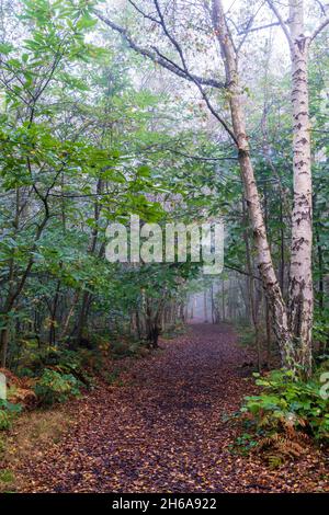 Waldweg durch den Wald bei Blean Woods in Kent an einem feuchten neblig kalten Morgen im Herbst. Gefallene Blätter auf dem Weg durch Bäume und Farne. Stockfoto