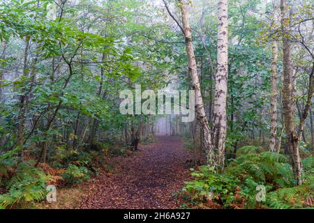 Waldweg durch den Wald bei Blean Woods in Kent an einem feuchten neblig kalten Morgen im Herbst. Gefallene Blätter auf dem Weg durch Bäume und Farne. Stockfoto