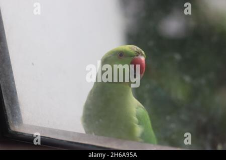 Grüner Indischer Papagei vor dem Küchenfenster, der nach innen nach Nahrung sucht. Stockfoto