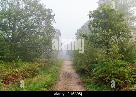 Waldweg durch den Wald bei Blean Woods in Kent an einem feuchten neblig kalten Morgen im Herbst. Gefallene Blätter auf dem Weg durch Bäume und Farne. Stockfoto