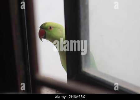 Grüner Indischer Papagei vor dem Küchenfenster, der nach innen nach Nahrung sucht. Stockfoto