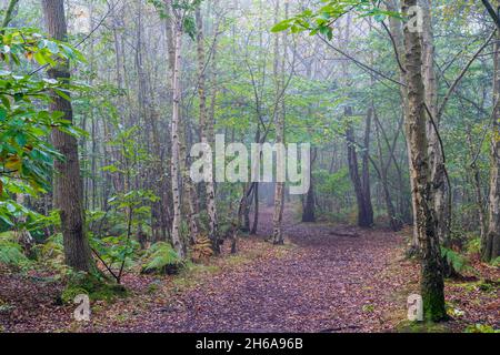 Waldweg durch den Wald bei Blean Woods in Kent an einem feuchten neblig kalten Morgen im Herbst. Gefallene Blätter auf dem Weg durch Bäume und Farne. Stockfoto