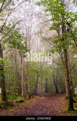 Waldweg durch den Wald bei Blean Woods in Kent an einem feuchten neblig kalten Morgen im Herbst. Gefallene Blätter auf dem Weg durch Bäume und Farne. Stockfoto